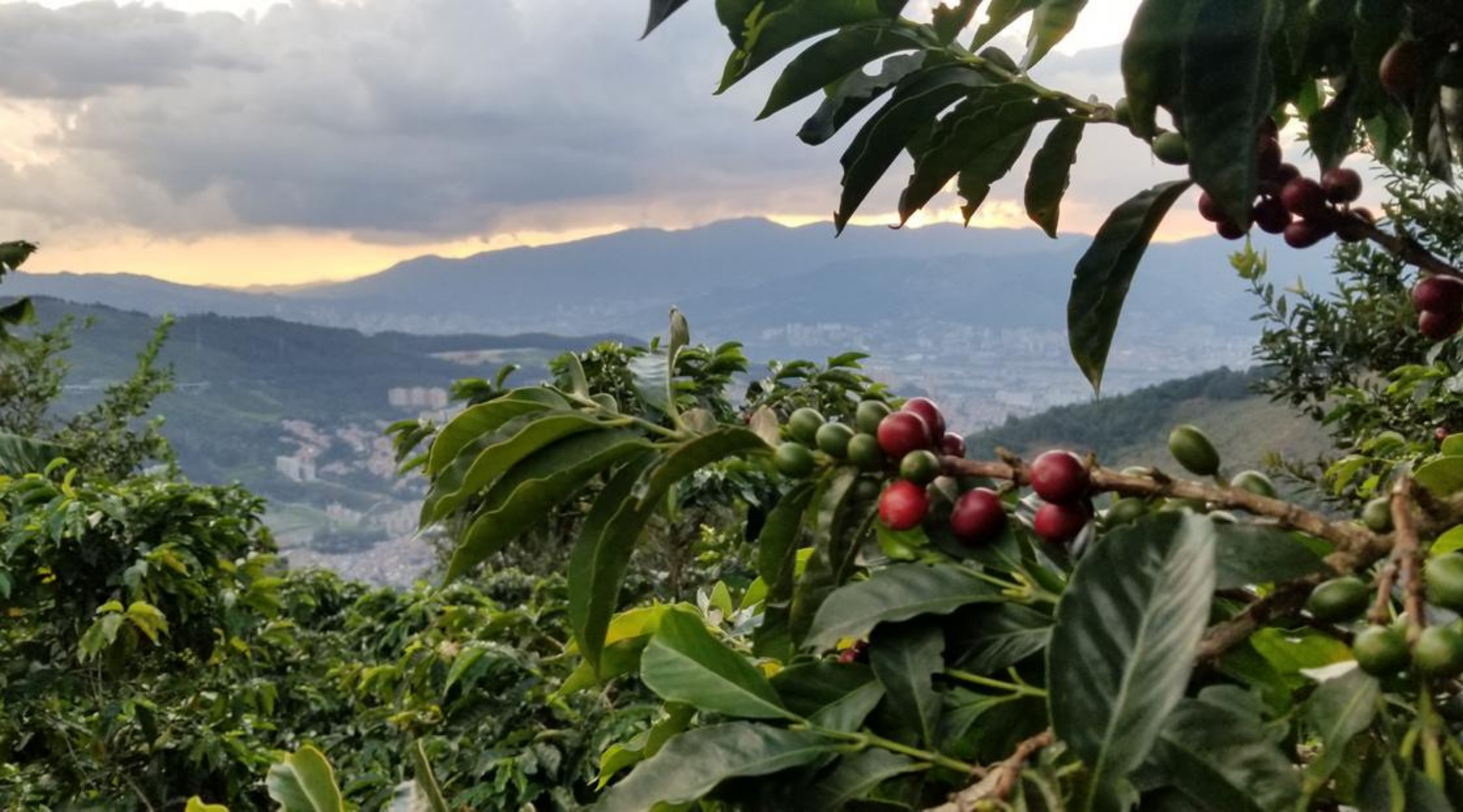 View of Medellin with coffee cherries in the forefront