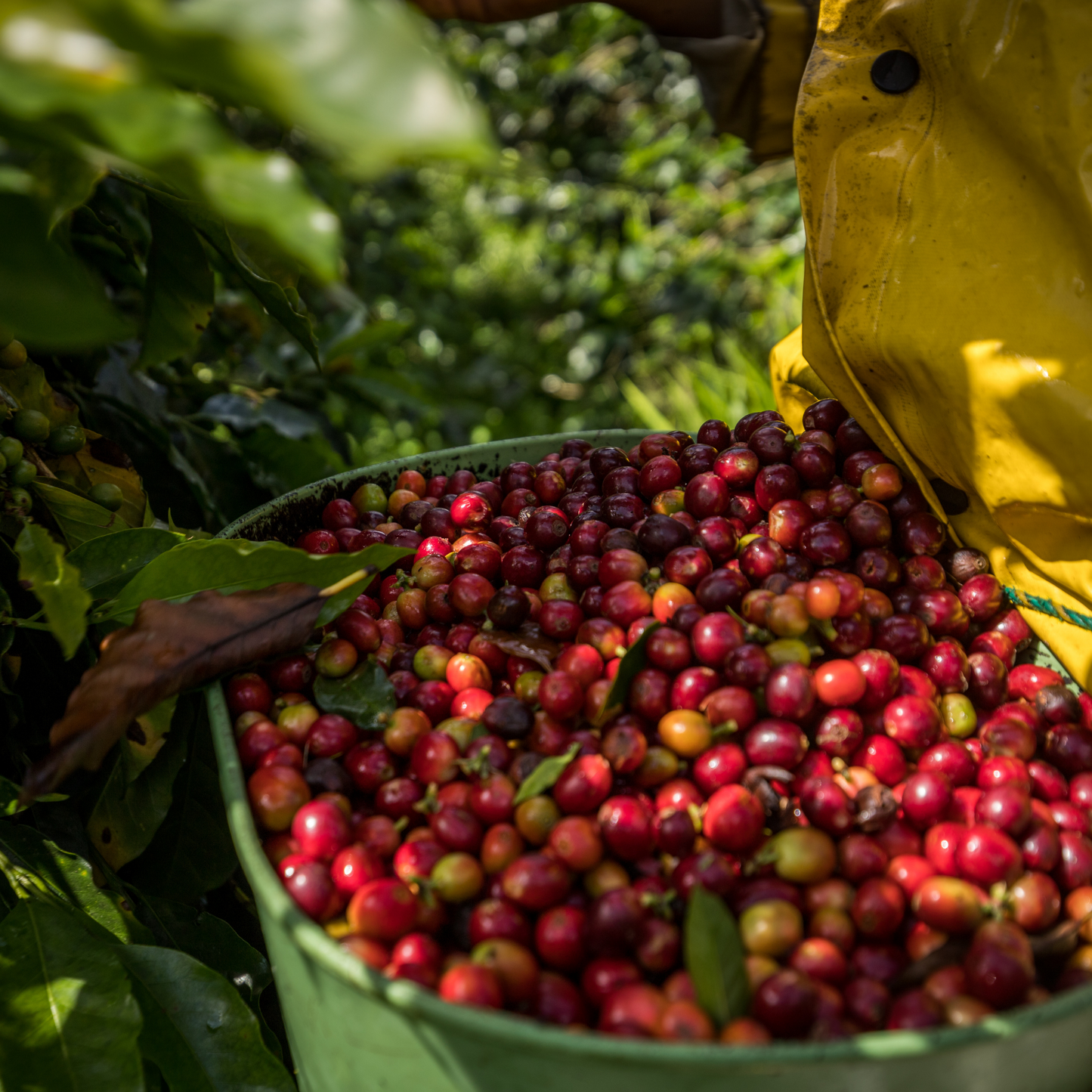 A basket full of ripe coffee cherries reflects sunlight amongst coffee trees.