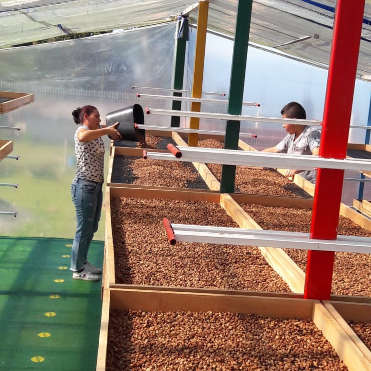 A woman pours coffee beans onto a drying bed in a coffee drying greenhouse as a man in front of her sorts the beans.