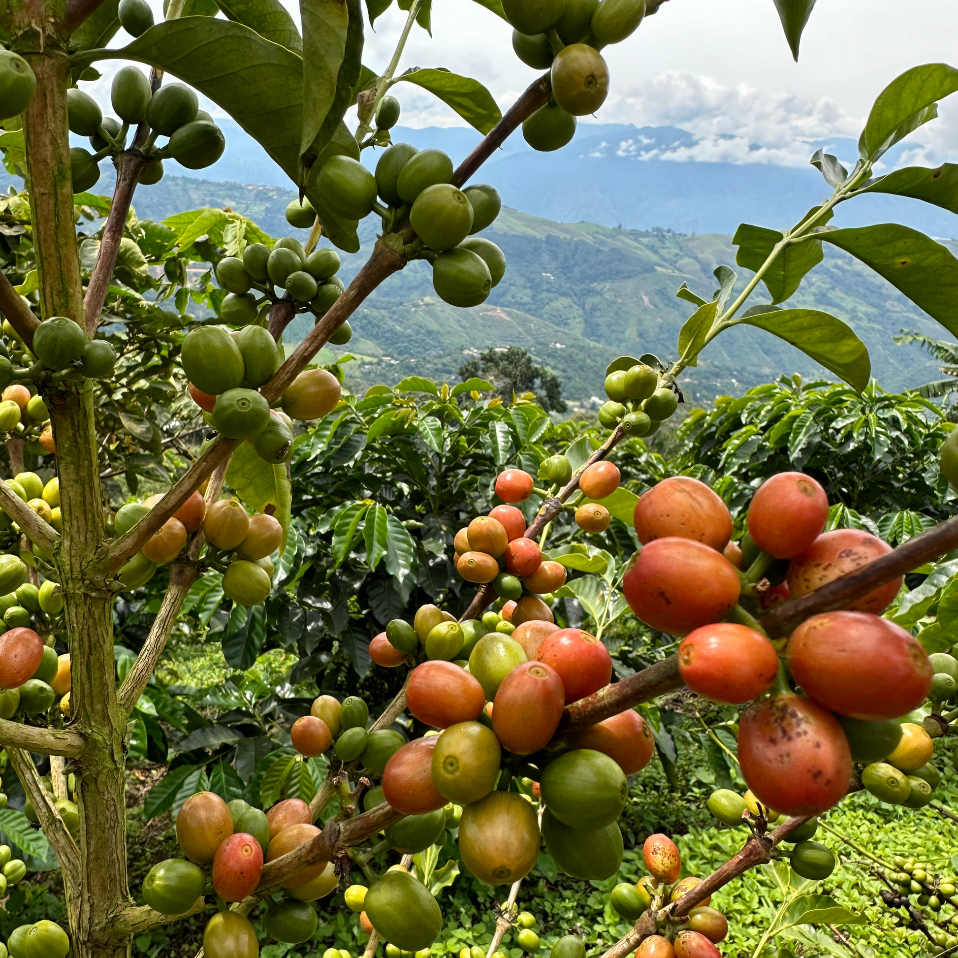 A coffee tree with both green and red berries on its branch is pictured close up with other coffee trees and green mountains in the background.
